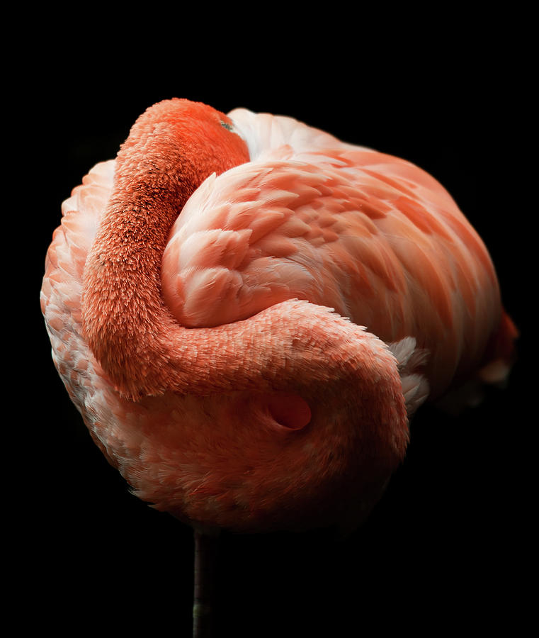 Flamingo Photograph by Tomml