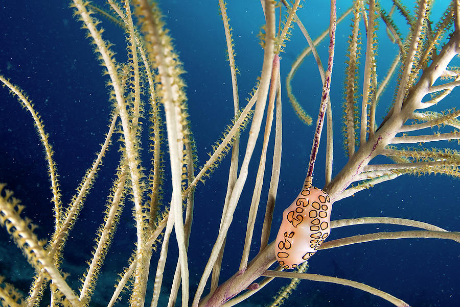 Flamingo Tongue Snail Cyphoma Gibbosum by Luis Javier Sandoval