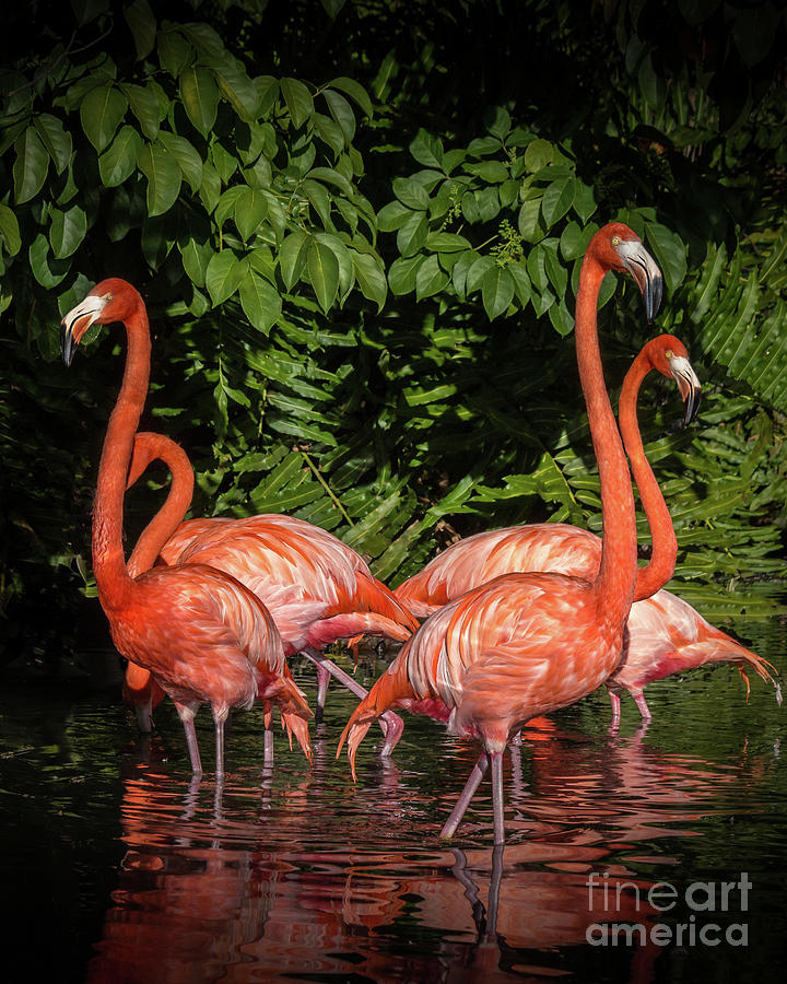 Flamingo Tropical Paradise 2 Photograph by Liesl Walsh