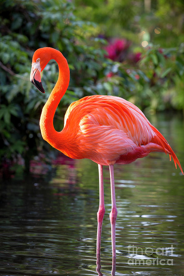 Flamingo VI Photograph by Brian Jannsen