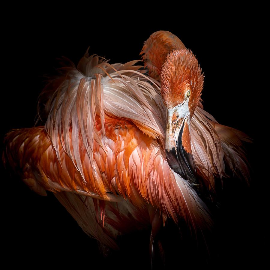 Flamingo Photograph by Vitor Martins