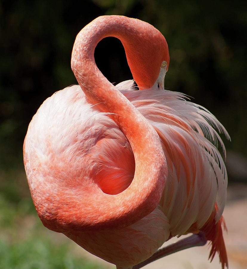Flamingo With A Flexible Neck Photograph by Luke Robinson