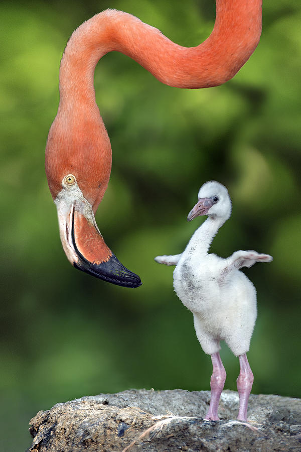 Flamingo Photograph - Flamingo With Chick by Xavier Ortega