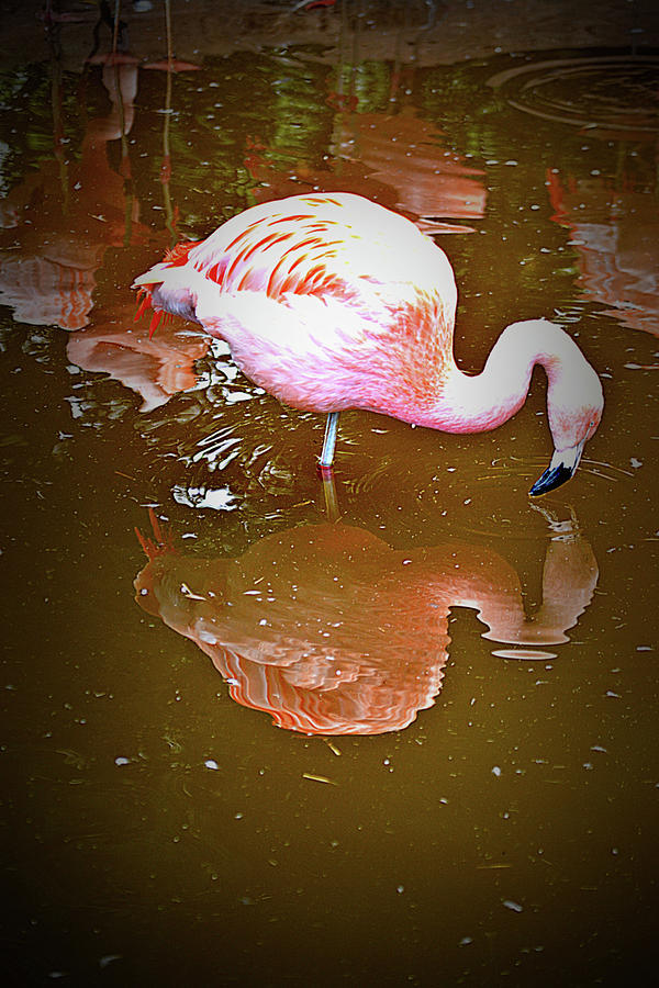 Flamingo with Reflection Photograph by Tara Potts