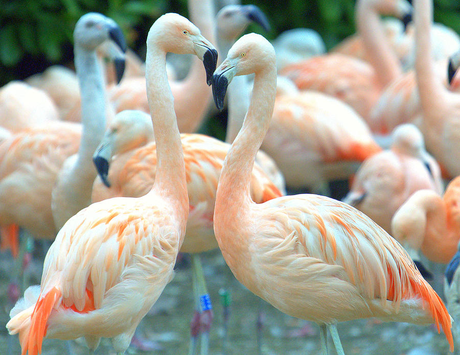 Flamingo Photograph by Www.photographybykristina.zenfolio.com