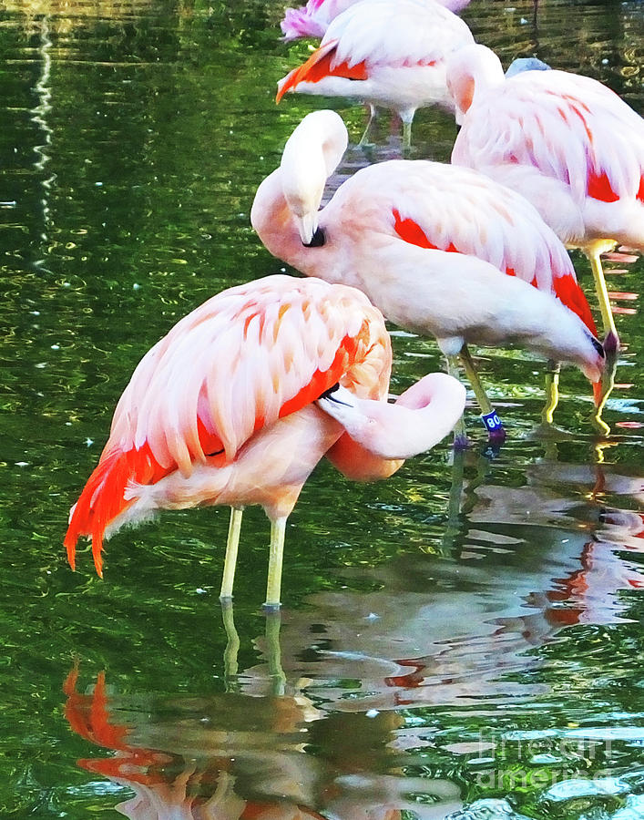 Nature Photograph - Flamingo10 Chilean Flamingo by Lizi Beard-Ward