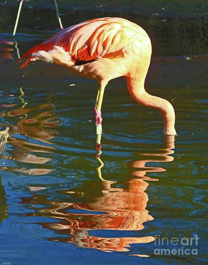 Nature Photograph - Flamingo12    by Lizi Beard-Ward