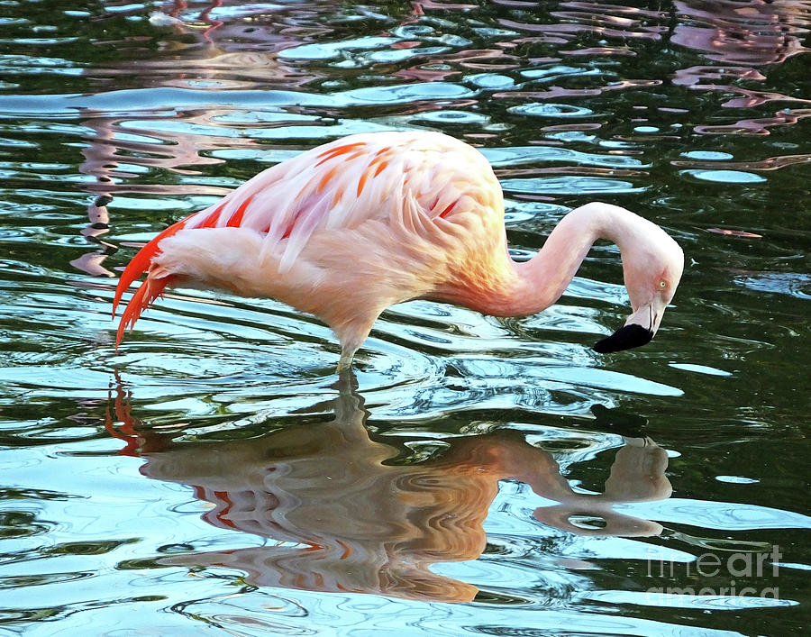 Flamingo13  Photograph by Lizi Beard-Ward