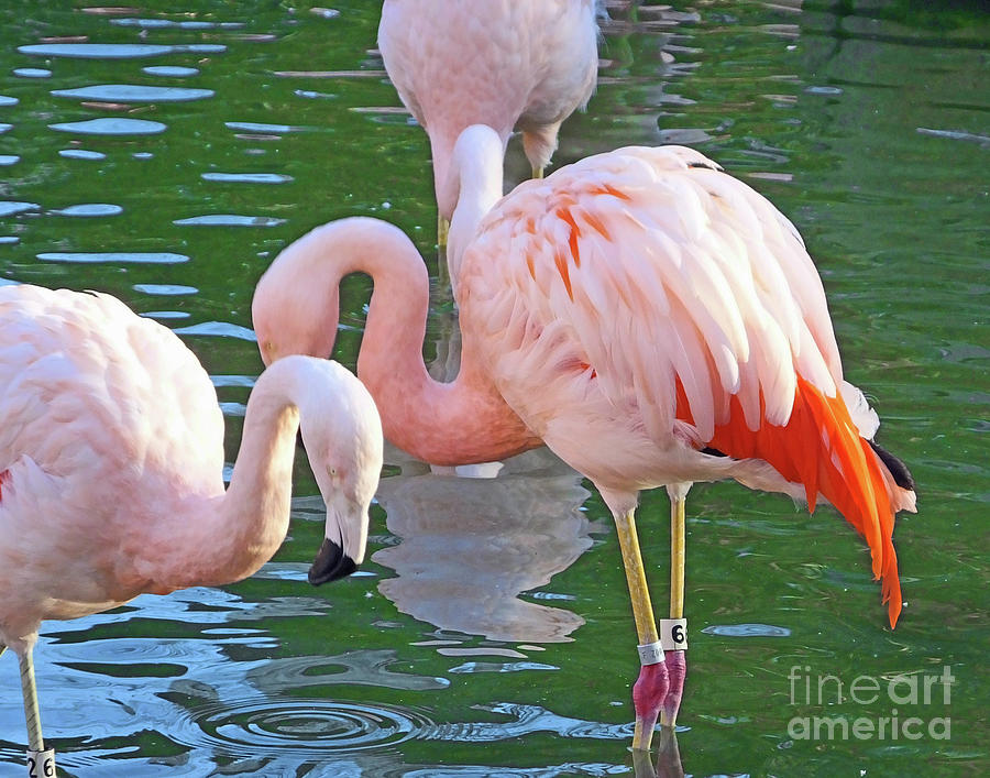 Flamingo14 Photograph by Lizi Beard-Ward