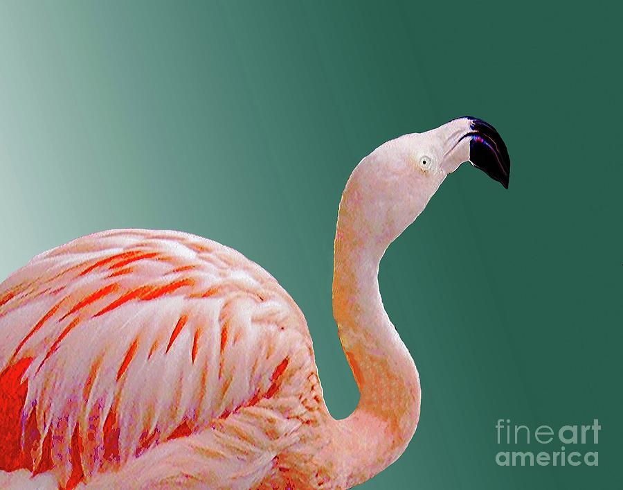 Flamingo Photograph - Flamingo59 by Lizi Beard-Ward
