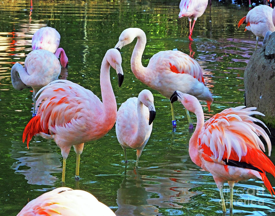 Nature Photograph - Flamingo7 Chilean by Lizi Beard-Ward