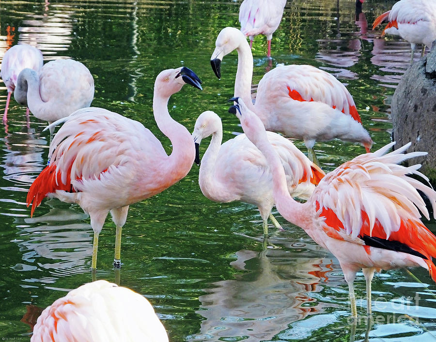 Nature Photograph -  Flamingo8  Chilean by Lizi Beard-Ward