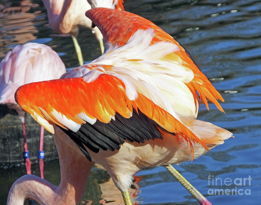 Flamingo9  American Flamingo Photograph by Lizi Beard-Ward