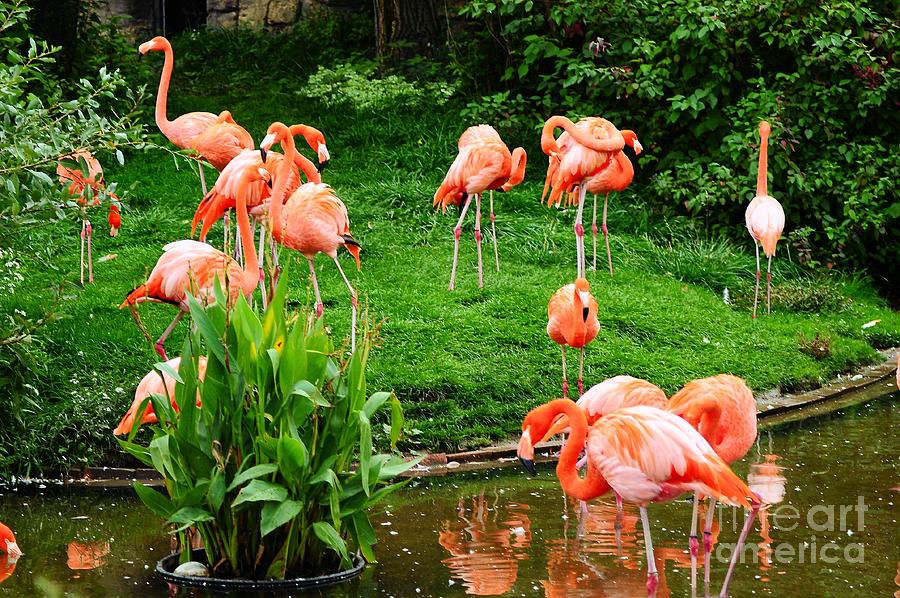 Flamingos Photograph by Elaine Manley