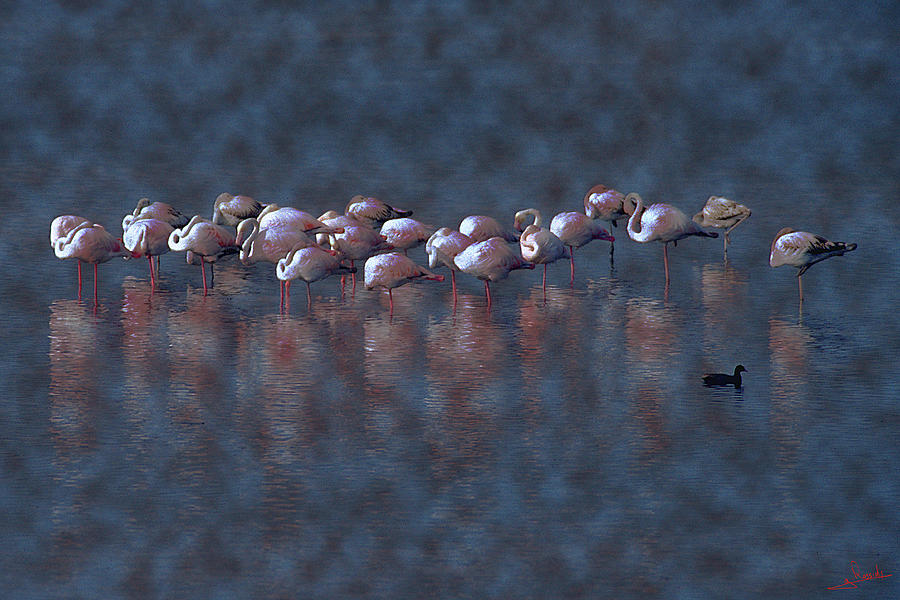 Flamingoes Photograph by George Rossidis