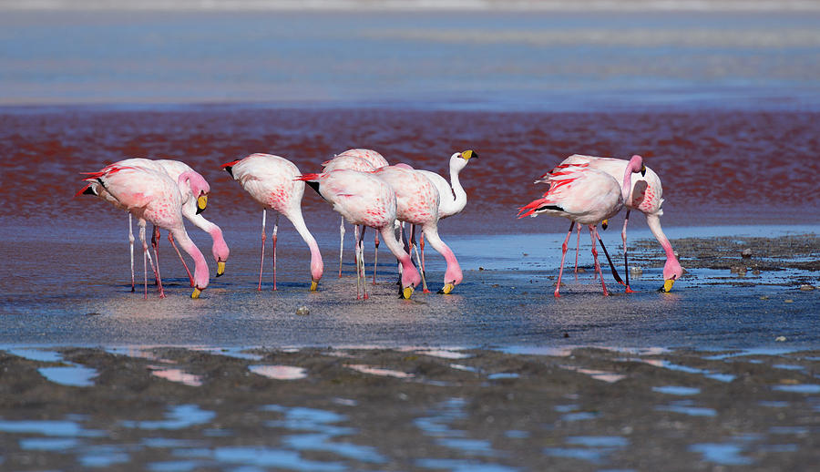 Flamingoes In Laguna Colorada Photograph by Tina Bizaj
