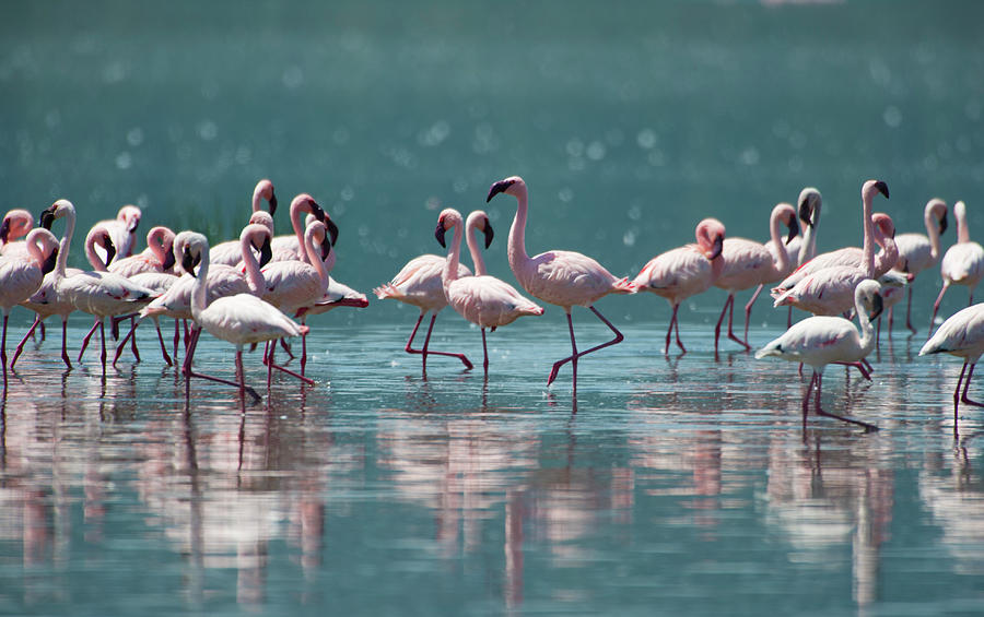Flamingoes Photograph by Isitsharp