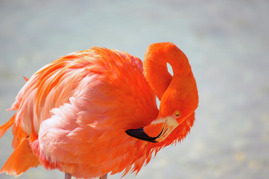 Flamingoes On Beach, Aruba Digital Art by Werner Bertsch