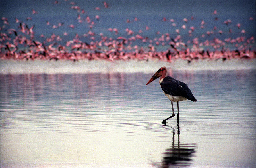 Flamingoes Photograph by Sean Lee, Harlemdakota Images