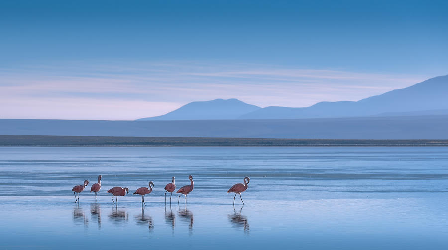 Flamingoes Photograph by Vincent Chen