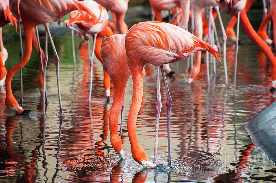 Flamingos 1 Photograph by Christy Garavetto
