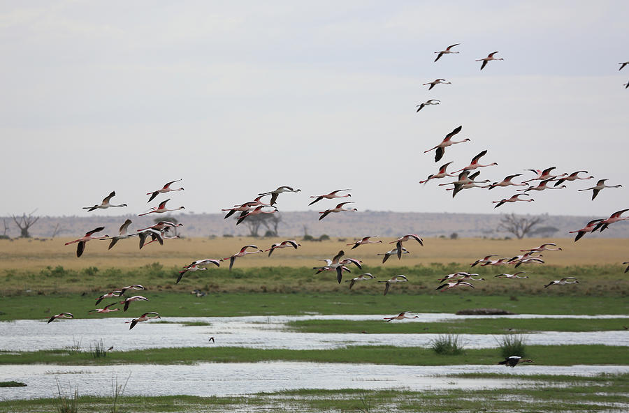 Flamingos, Amboseli National Park, Kenya Photograph by Vincenzo Lombardo