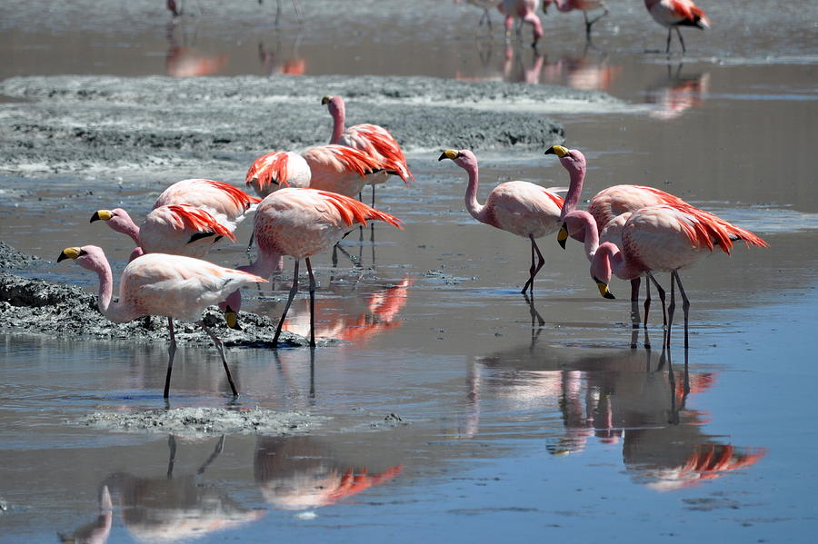 Flamingos And Reflections In Salt Lake Photograph by Oliver J Davis Photography
