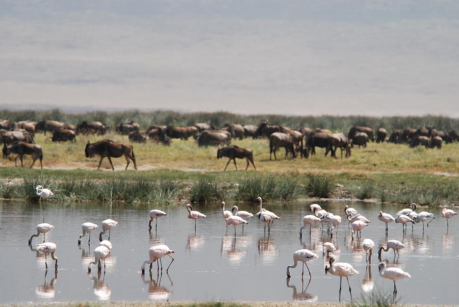 Flamingos And Wildebeest Photograph by Image By Lee Christensen