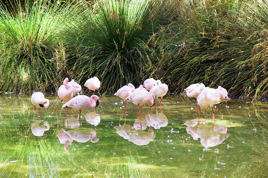 Flamingos Photograph by Anna Kluba