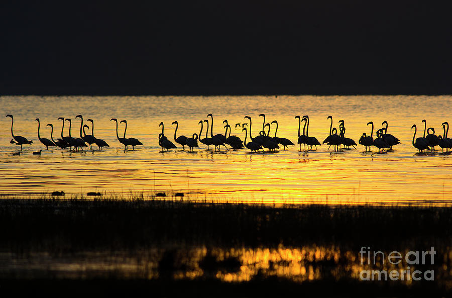 Flamingos At Dawn Photograph by Wldavies Flamingos At Dawn Photograph by Wldavies