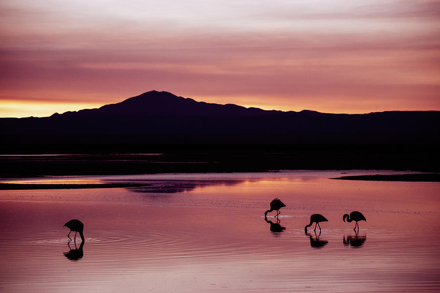Flamingos at Laguna Chaxa in Atacama Desert, Chile. Photograph by Kamran Ali