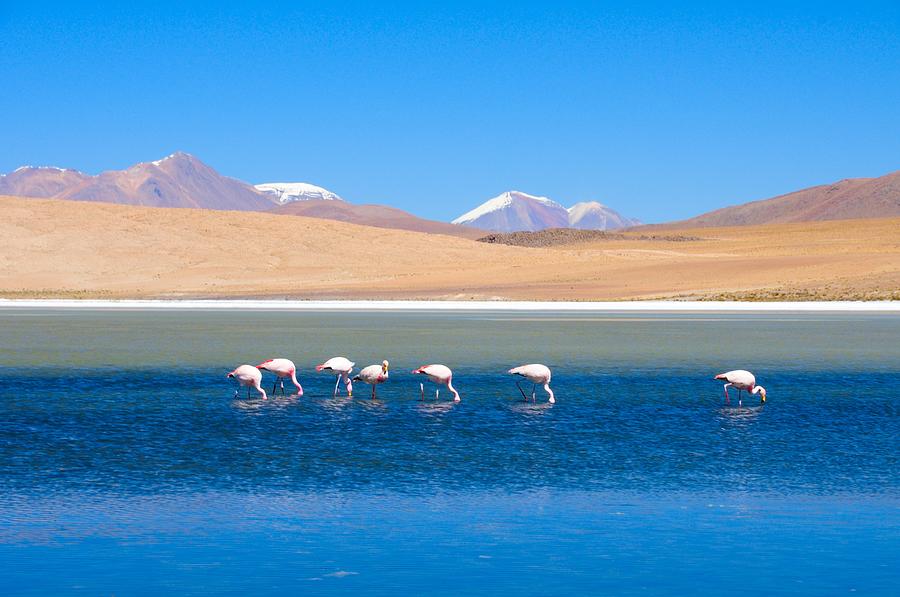 Flamingos At Lake Photograph by Werner Büchel