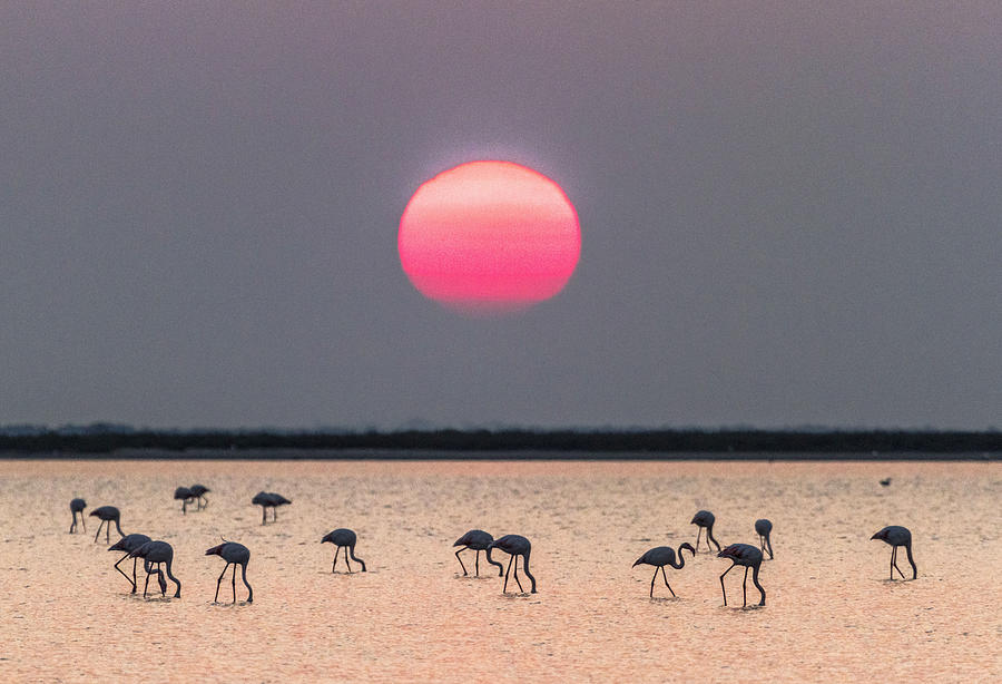 Flamingos At Sunrise Digital Art by Beniamino Pisati