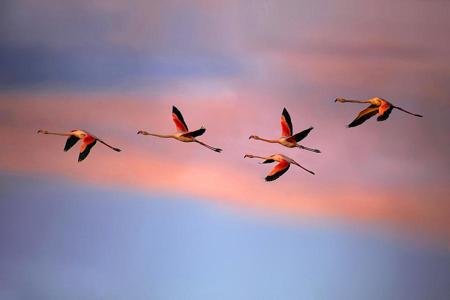 Flamingos At Sunset Photograph by Xavier Ortega