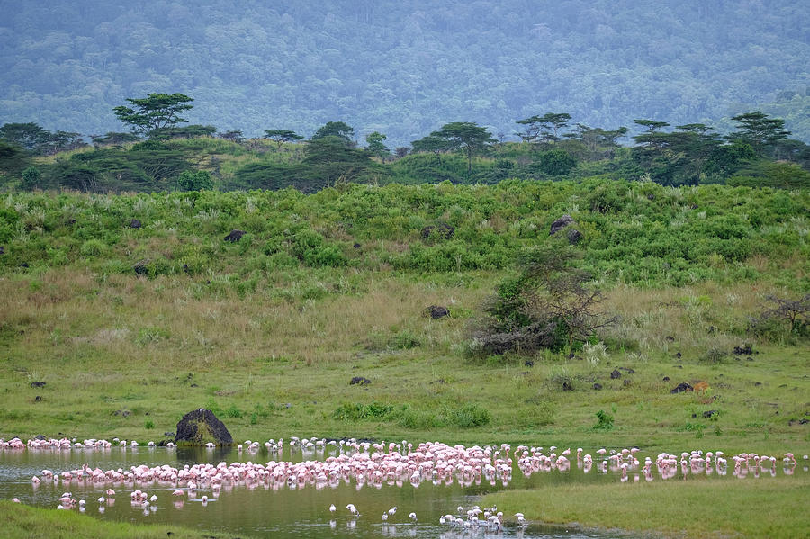Flamingos at the Foot of the Mountain Photograph by Mary Lee Dereske