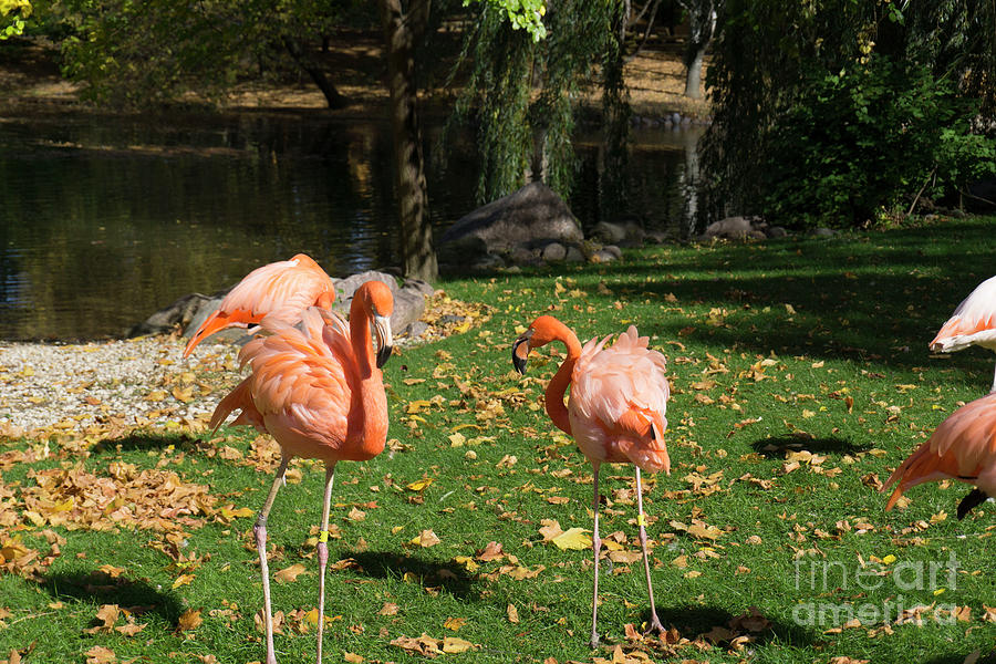 Flamingos Awake by Randall Saltys Flamingos Awake by Randall Saltys