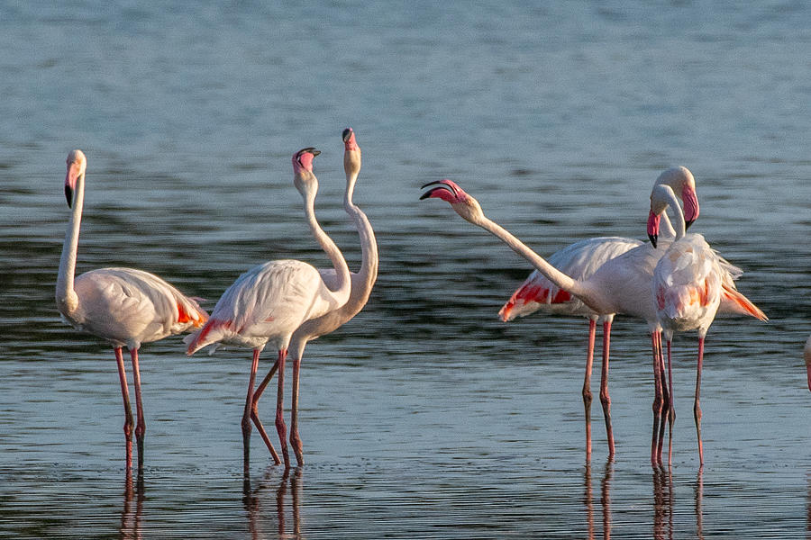 Nature Photograph - Flamingos by Balasubramanian Gv
