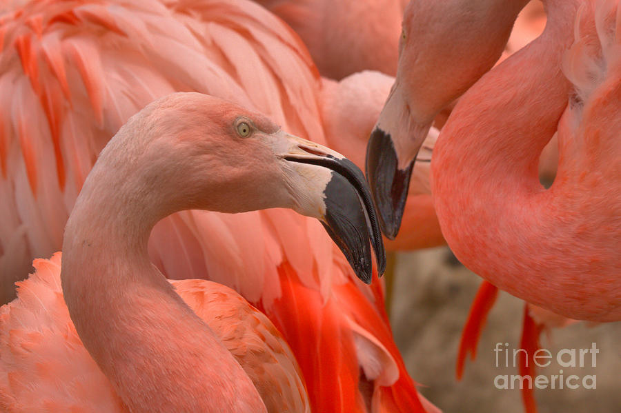 Flamingos Beak To Beak Photograph by Adam Jewell