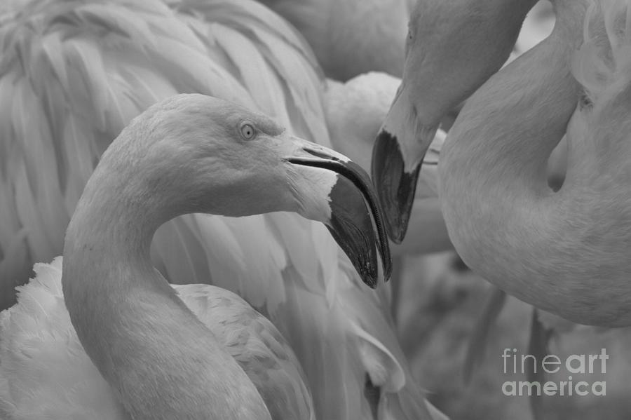 Flamingos Beak To Beak Black And White Photograph by Adam Jewell