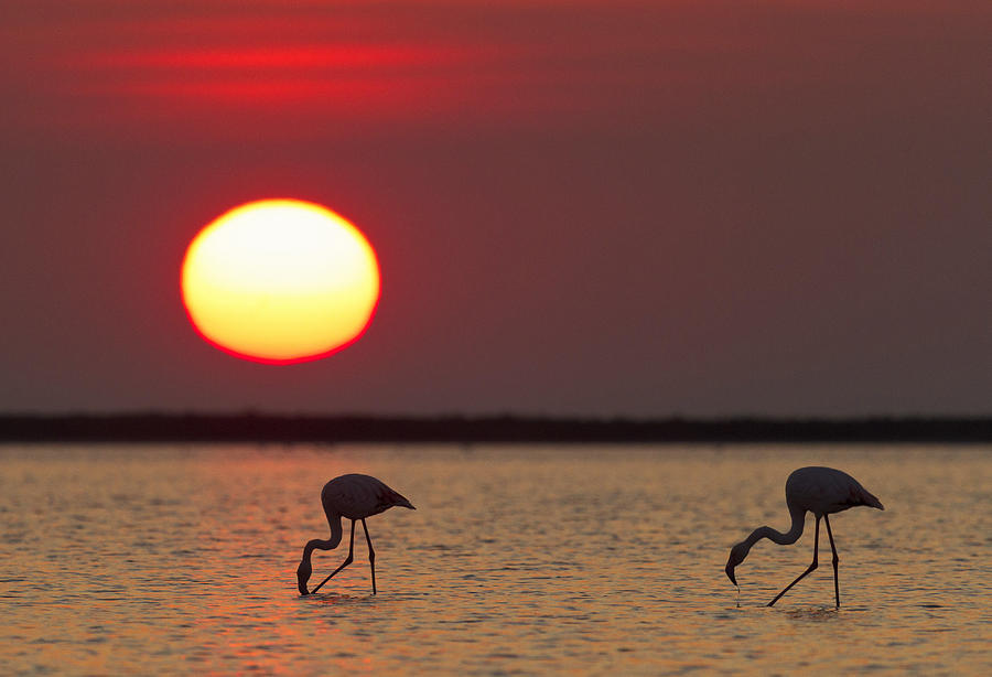Flamingos Digital Art by Beniamino Pisati