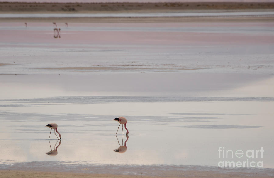 Flamingos Photograph by Brian Kamprath