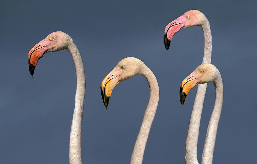 Flamingo Photograph - Flamingos Close Up by Xavier Ortega