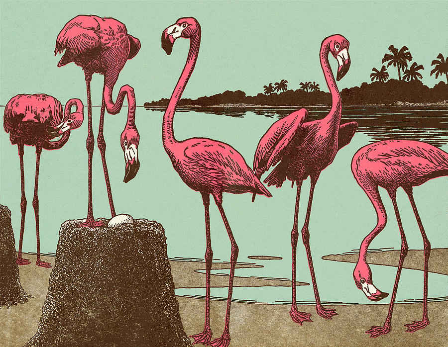 Flamingo Drawing - Flamingos by CSA Images