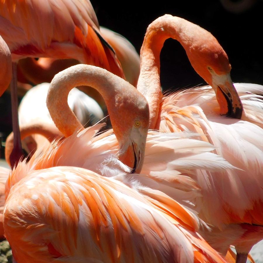 Flamingos Photograph by Dan Miller