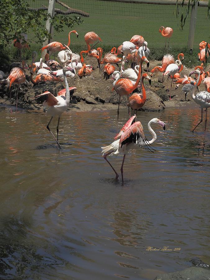 Flamingos Dancing Photograph by Richard Thomas