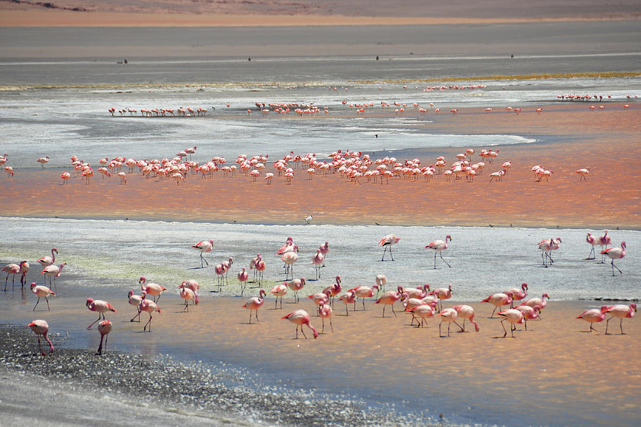 Flamingos De La Laguna Colorado Bolivie Photograph by Teocaramel