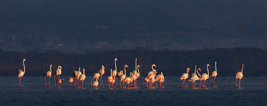 Flamingos Photograph by Diana Andersen