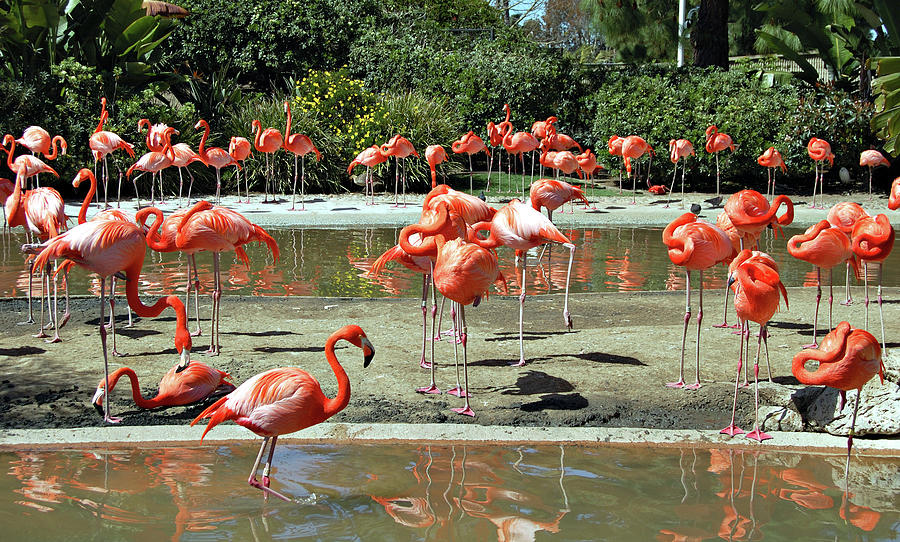 Flamingos Photograph by Elwisz