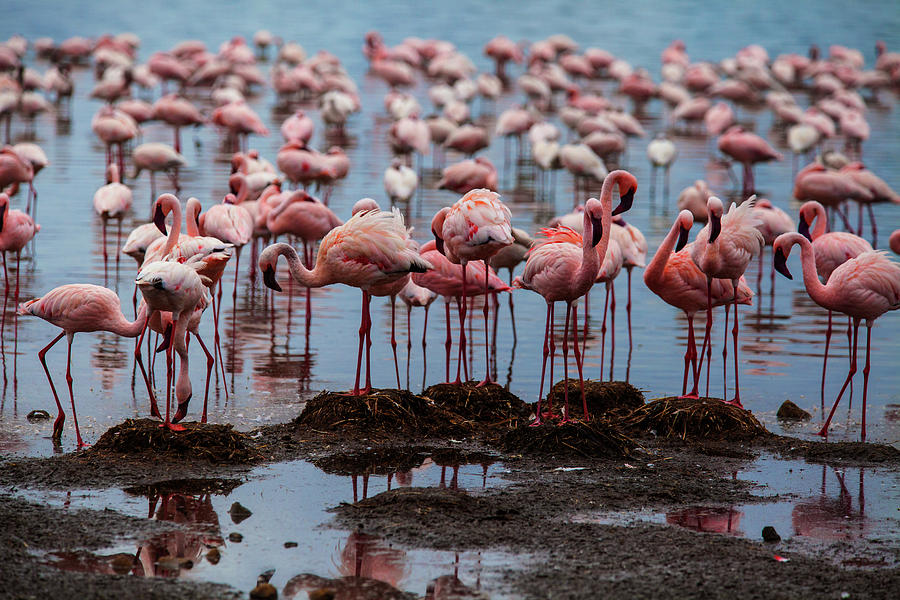 Flamingos Examining Their Nests Photograph by Manoj Shah