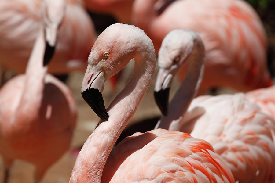 Flamingos Photograph by Fjdelvalle